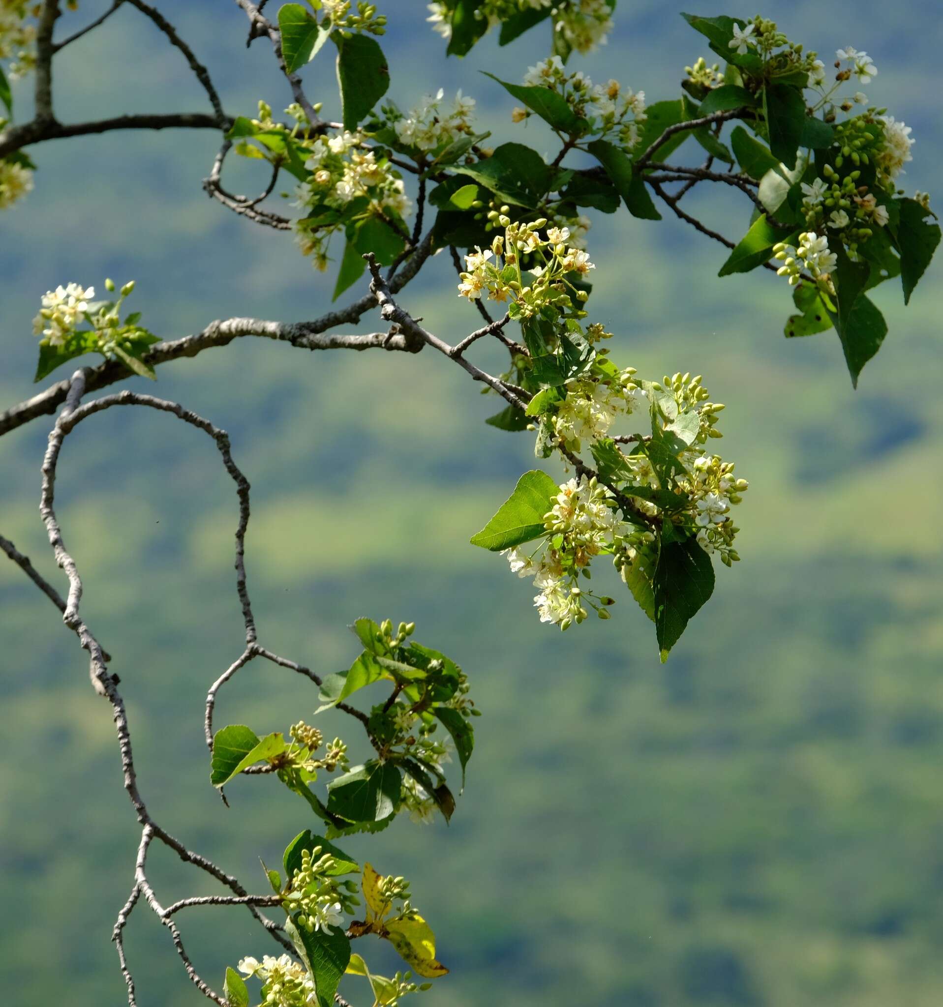 Image of Natal wild pear