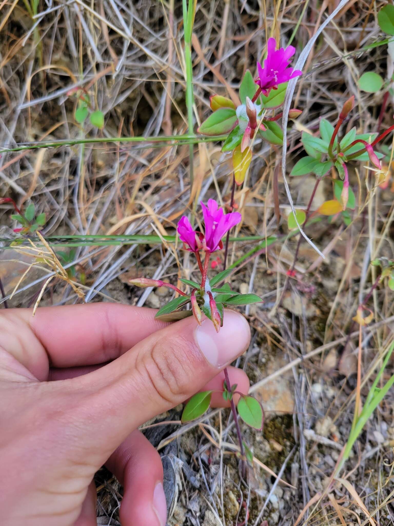 Plancia ëd Clarkia concinna subsp. raichei G. A. Allen, V. S. Ford & L. D. Gottlieb