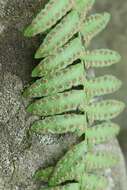 Image of Woodsia polystichoides D. C. Eat.