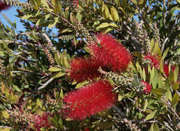 صورة Callistemon citrinus (Curtis) Skeels