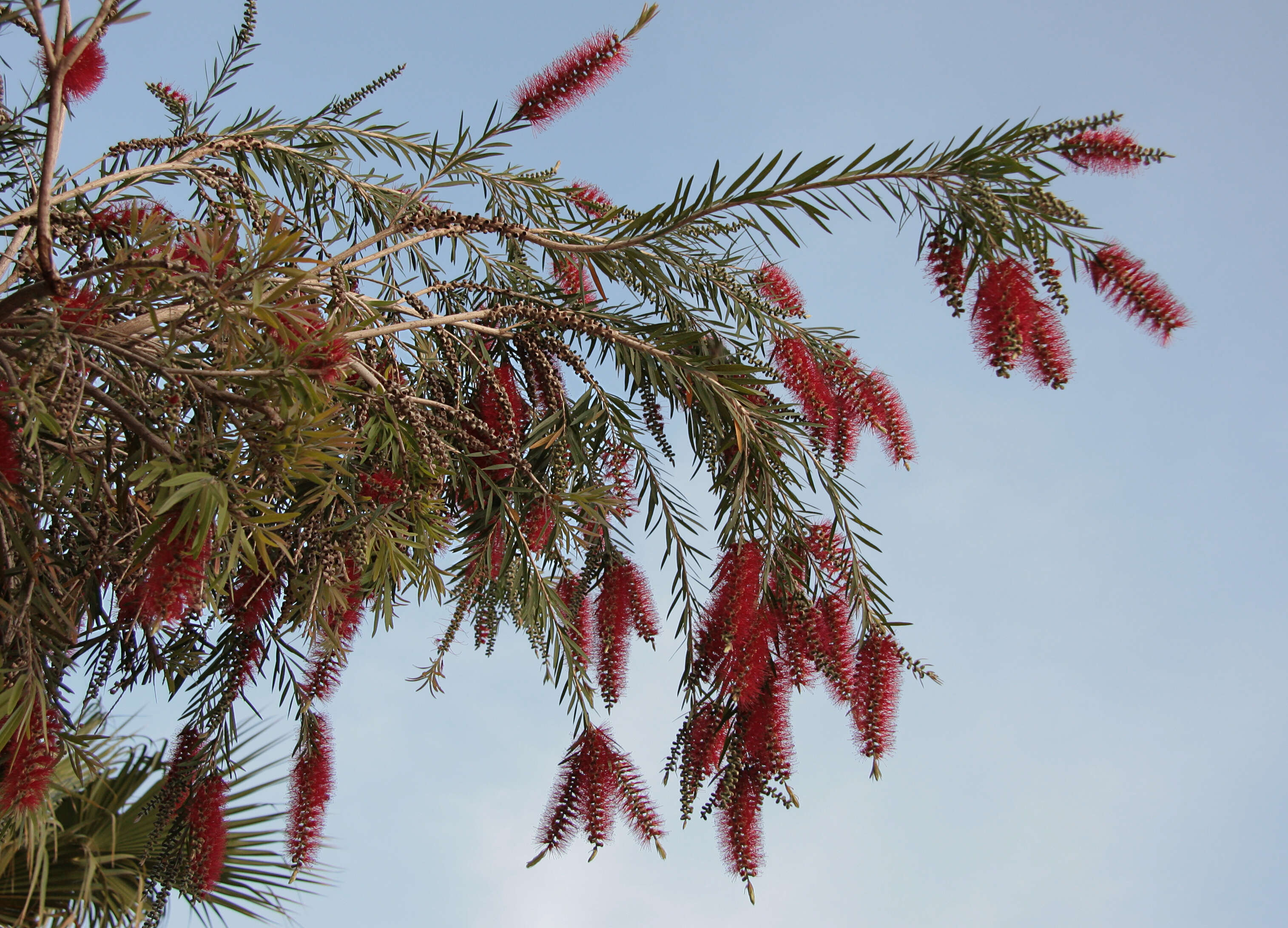 صورة Callistemon citrinus (Curtis) Skeels