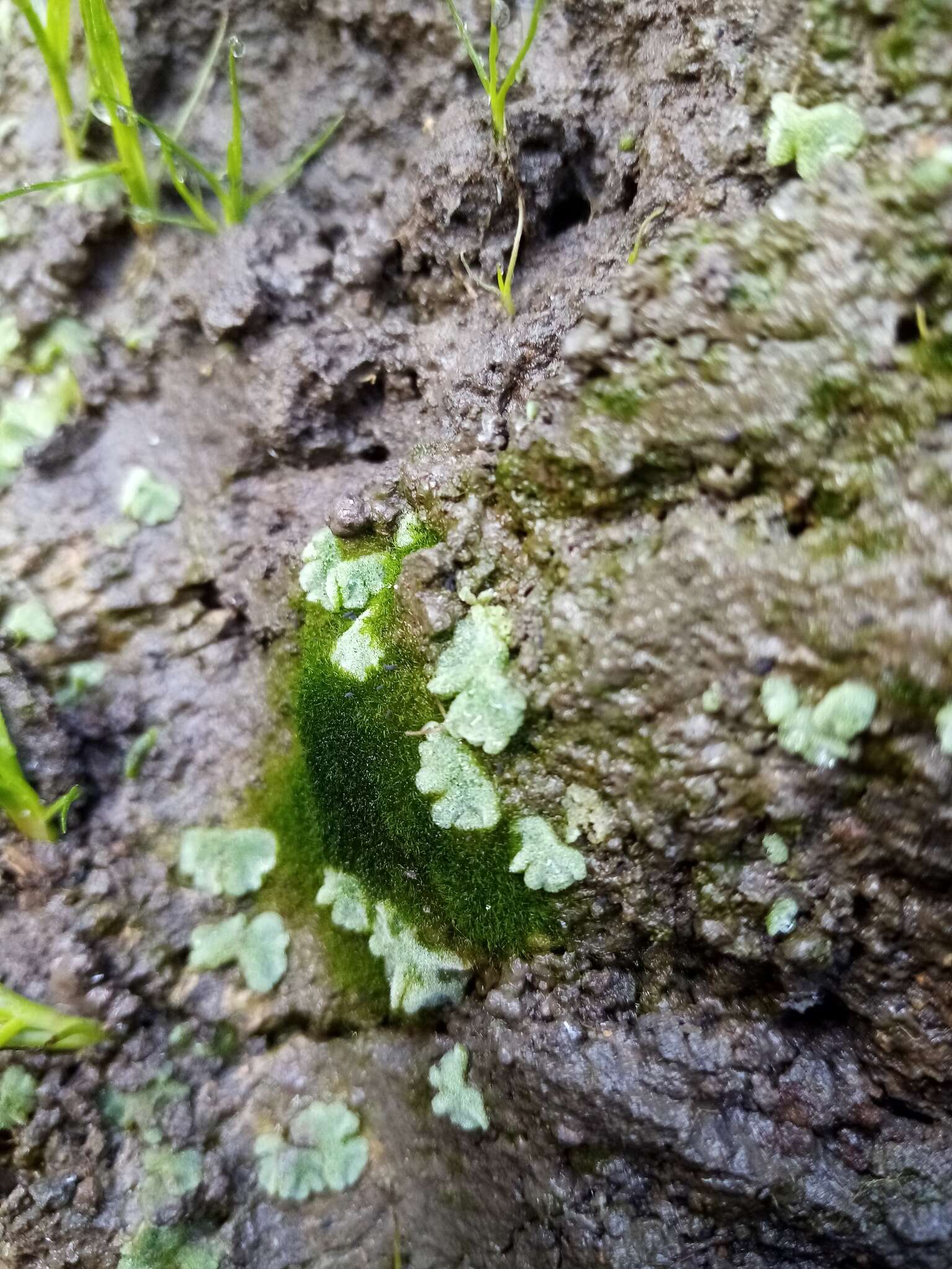 Image of Riccia crystallina L.