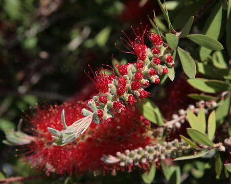 صورة Callistemon citrinus (Curtis) Skeels