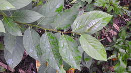 Image of Diospyros japonica Siebold & Zucc.