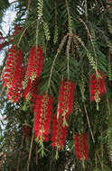 صورة Callistemon citrinus (Curtis) Skeels