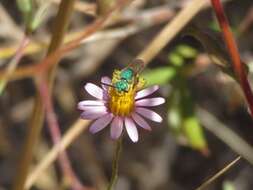 Image of Texas Agapostemon