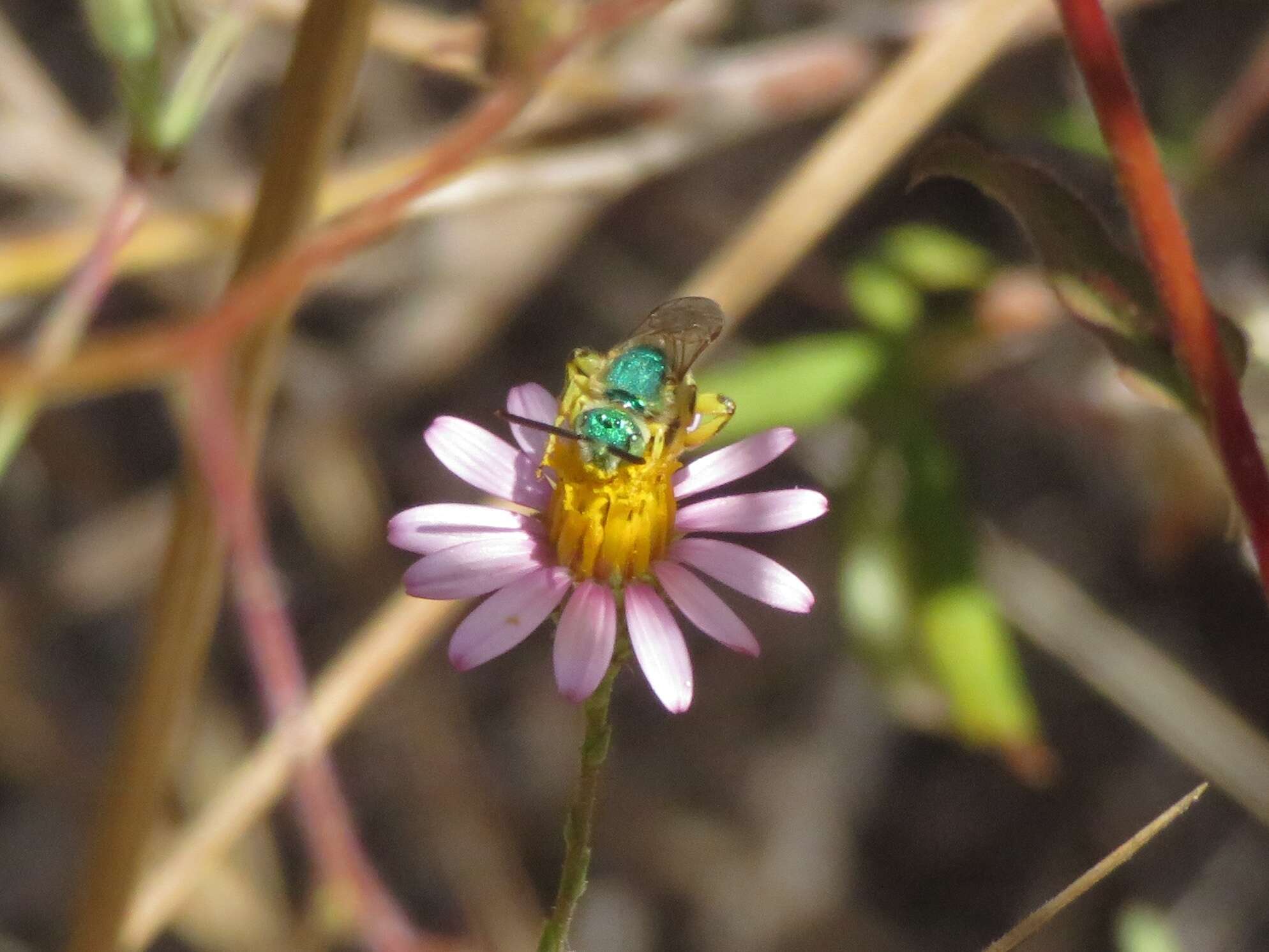 Agapostemon texanus Cresson 1872的圖片