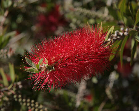 صورة Callistemon citrinus (Curtis) Skeels