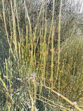 Image of Ephedra americana Humb. & Bonpl. ex Willd.