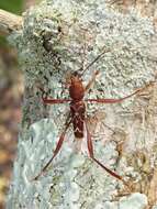 Image of Neoclytus cacicus (Chevrolat 1860)