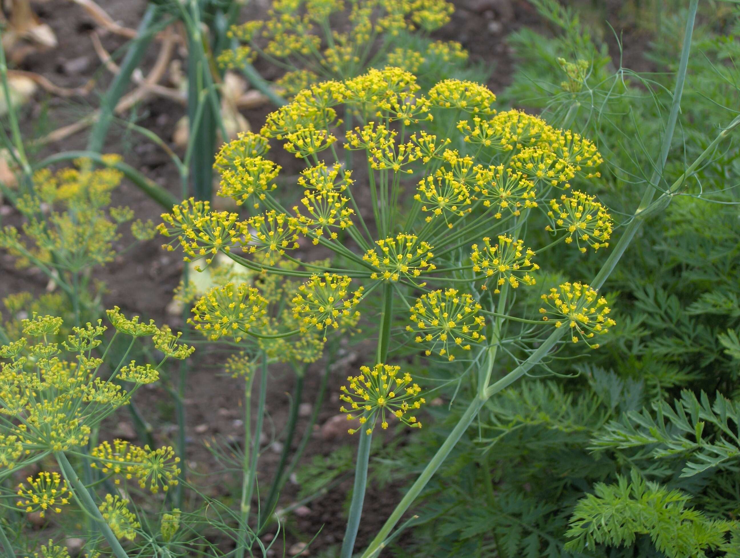 Image of dill