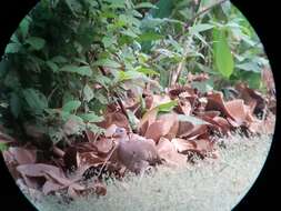 Image of Great Tinamou