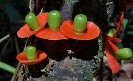 Image of Heisteria latifolia Standl.