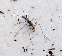 Image of Moustached Tiger Beetle