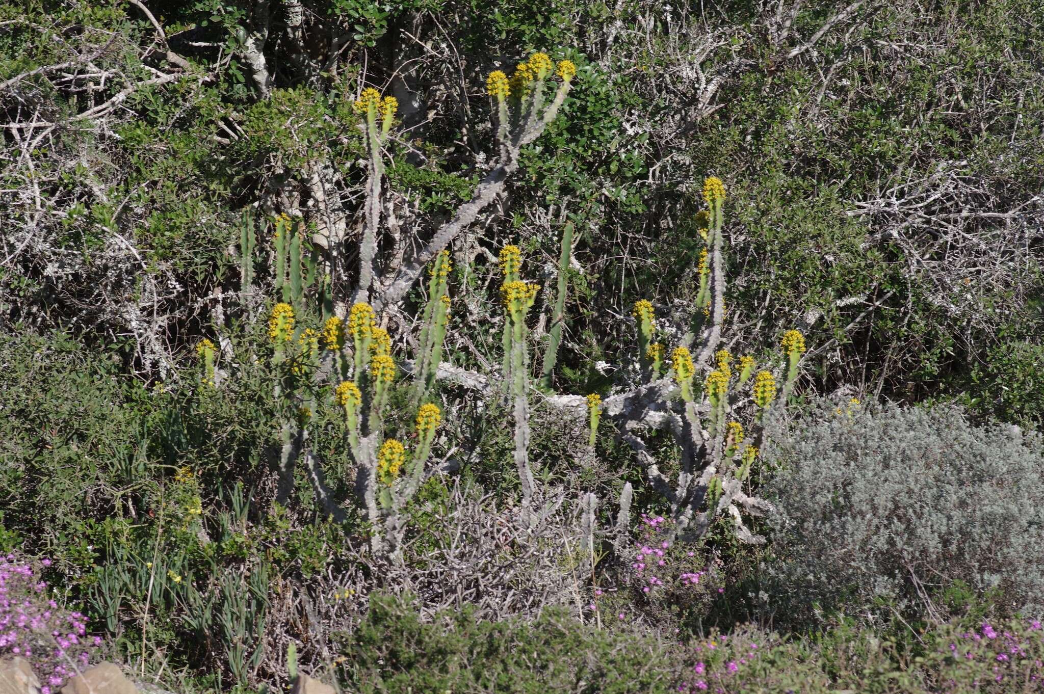 Euphorbia caerulescens Haw. resmi