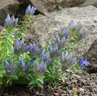 Image of crested gentian