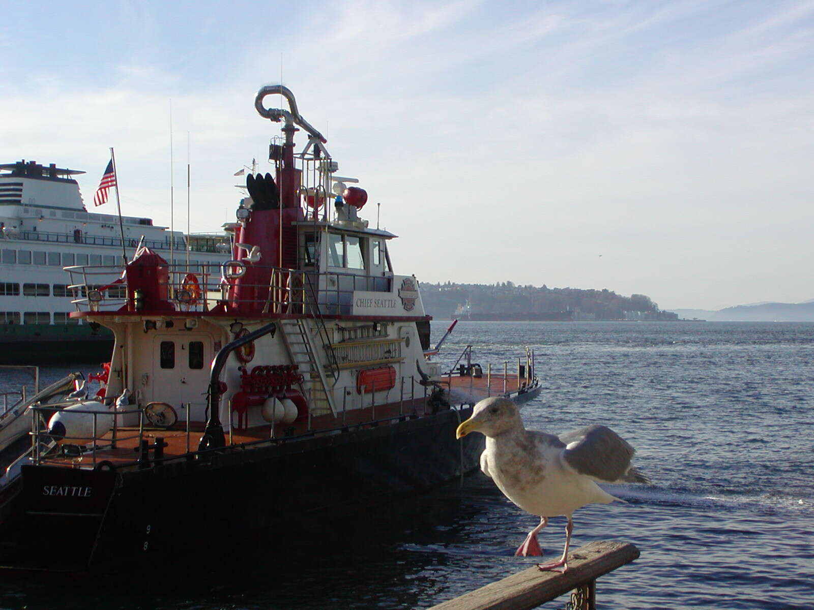 Image of Glaucous-winged Gull