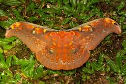 Image of Antheraea larissa (Westwood 1847)