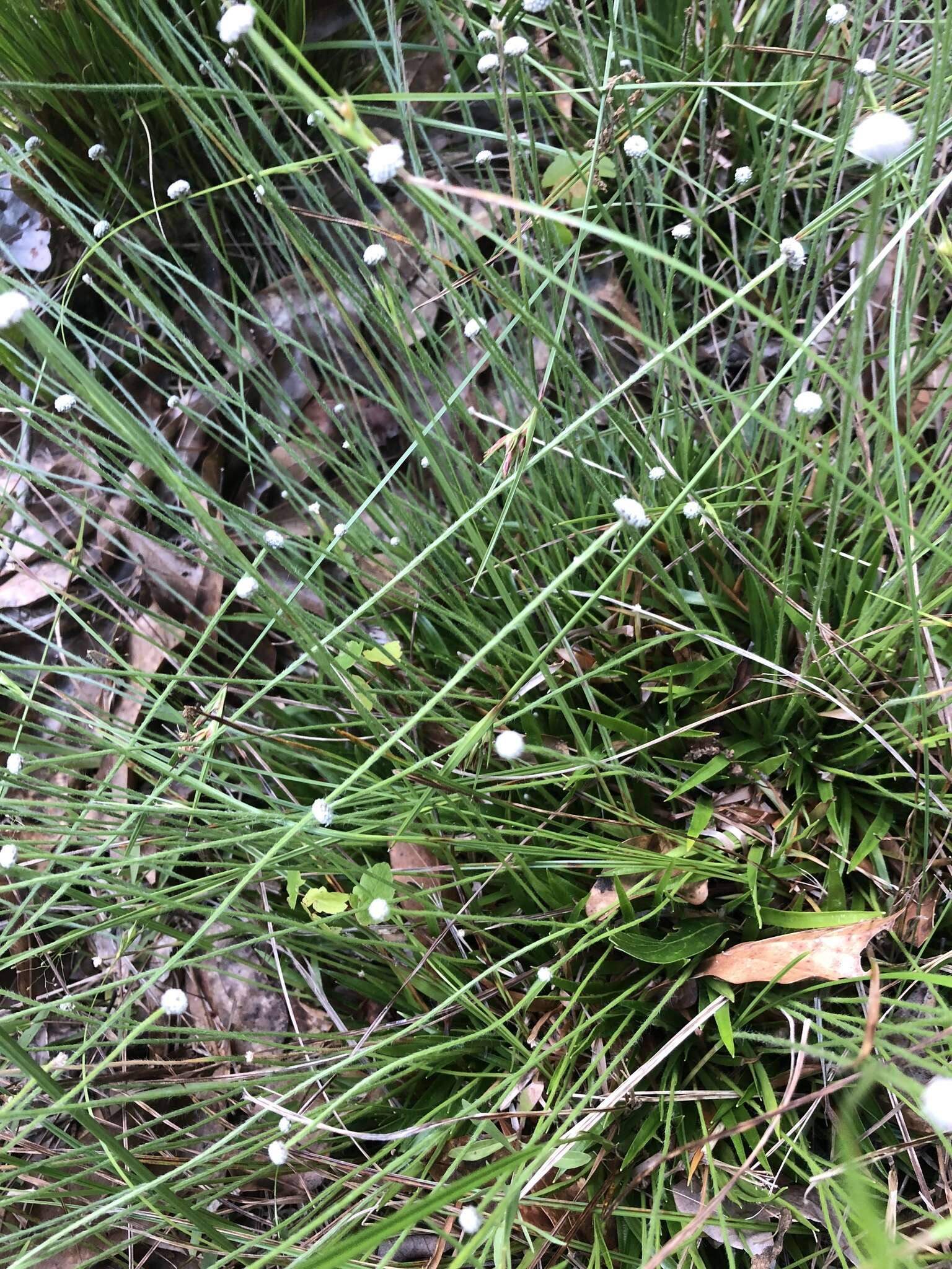 Image de Lachnocaulon anceps (Walter) Morong