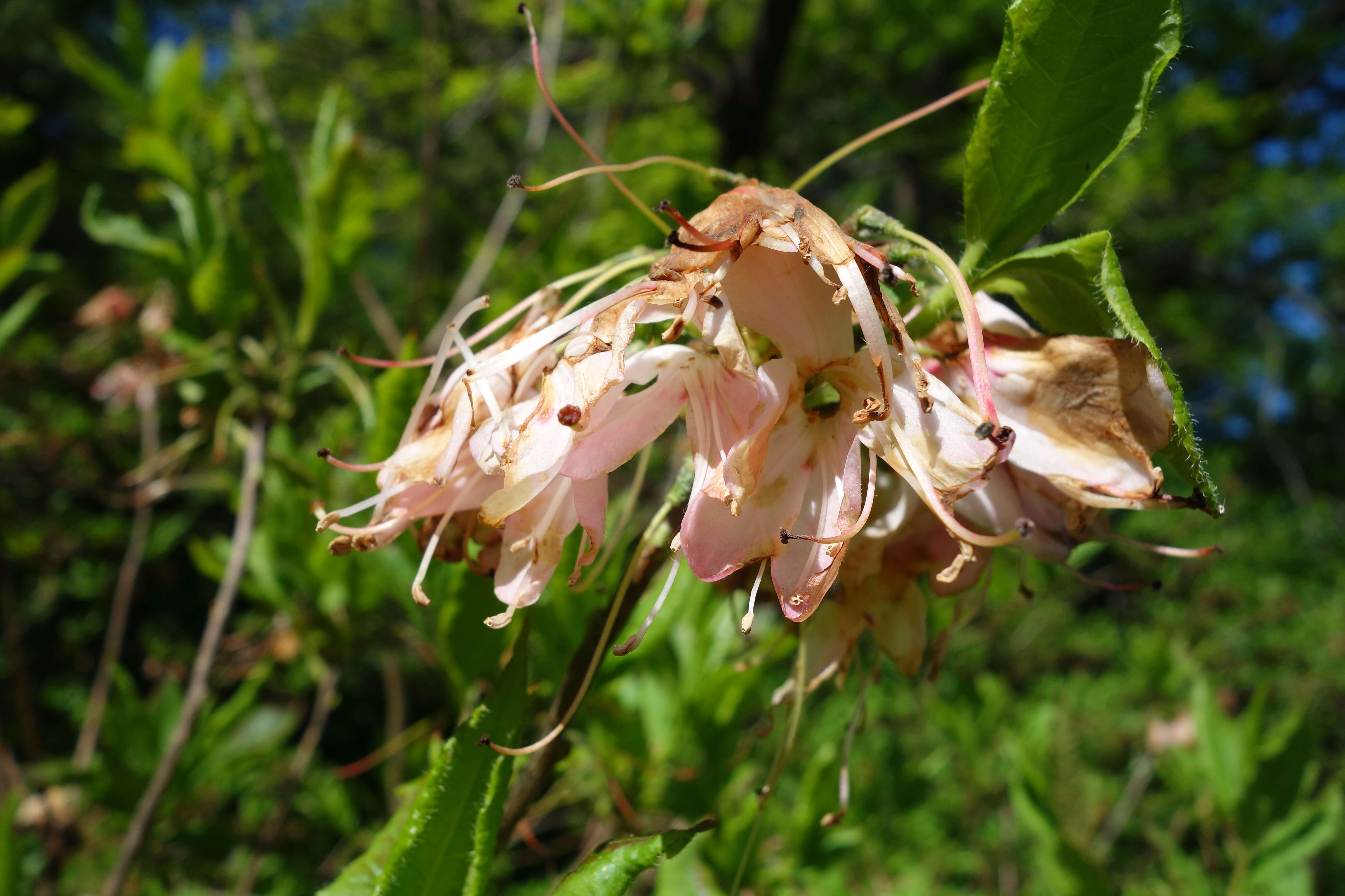 صورة Rhododendron vaseyi A. Gray