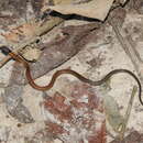 صورة Sibynophis collaris (Gray 1853)