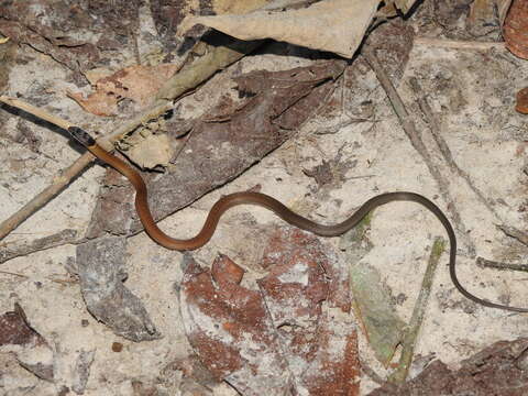 صورة Sibynophis collaris (Gray 1853)