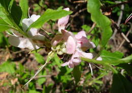 صورة Rhododendron vaseyi A. Gray