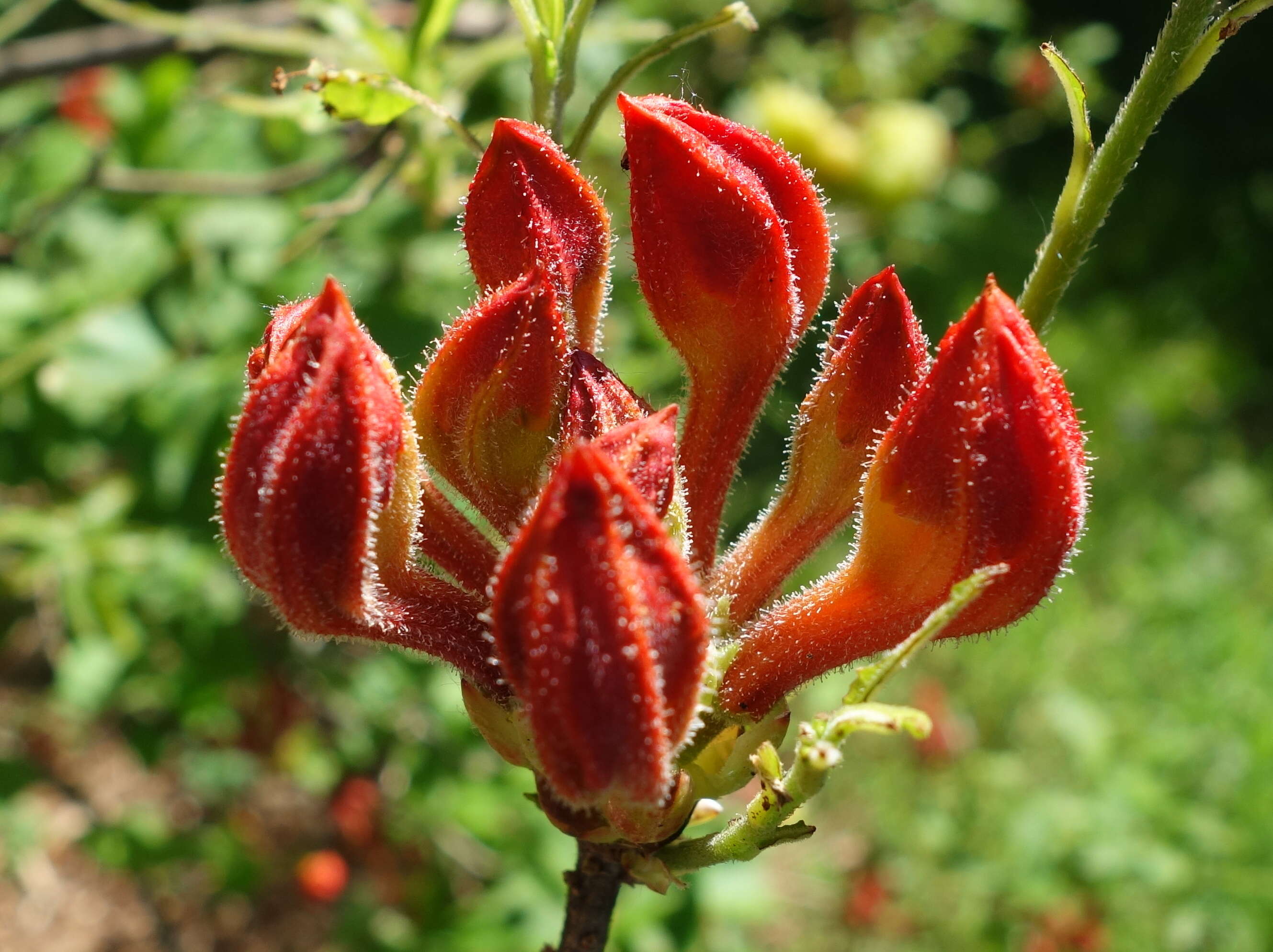 Image of flame azalea