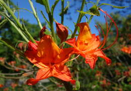 Image of flame azalea