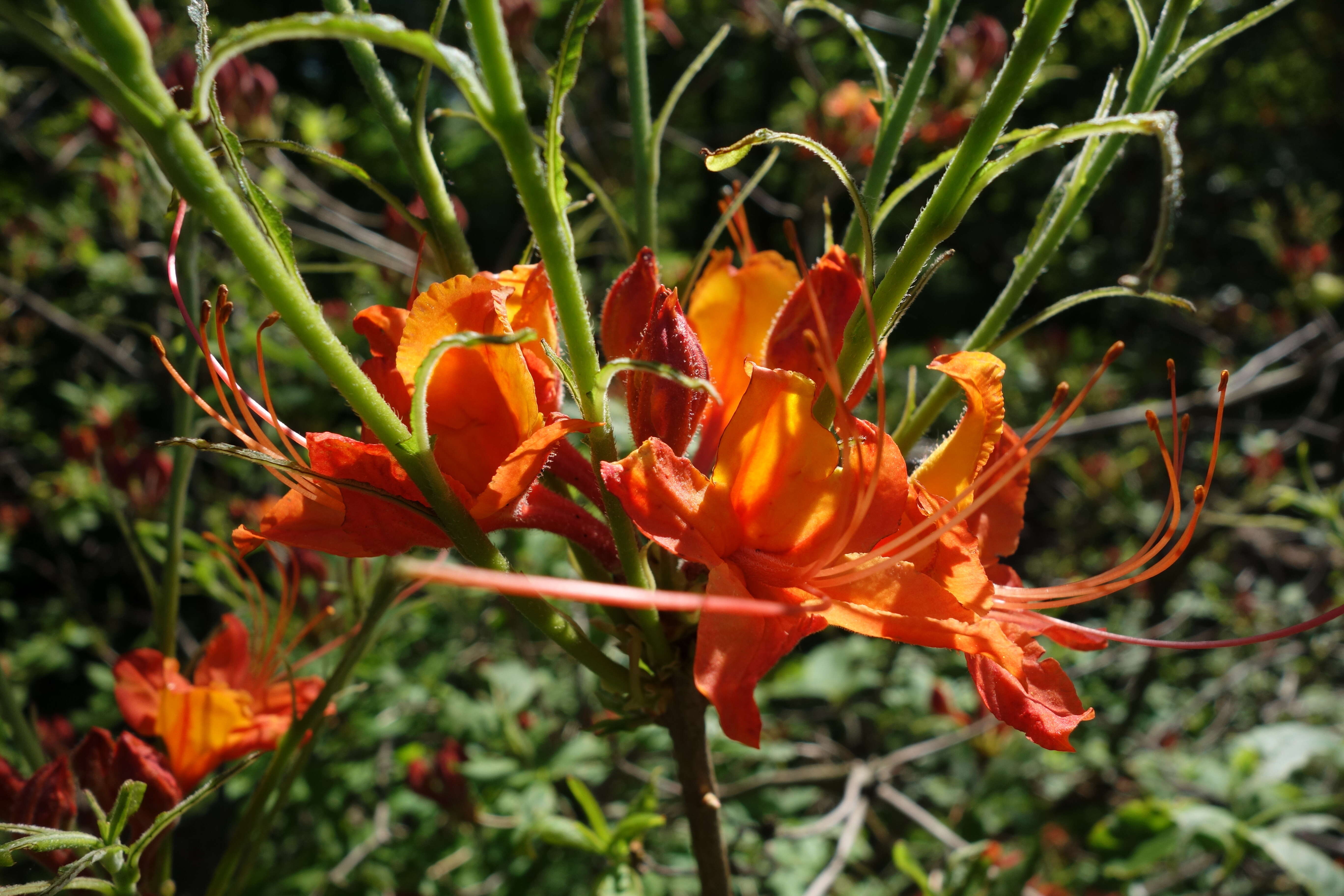 Image of flame azalea