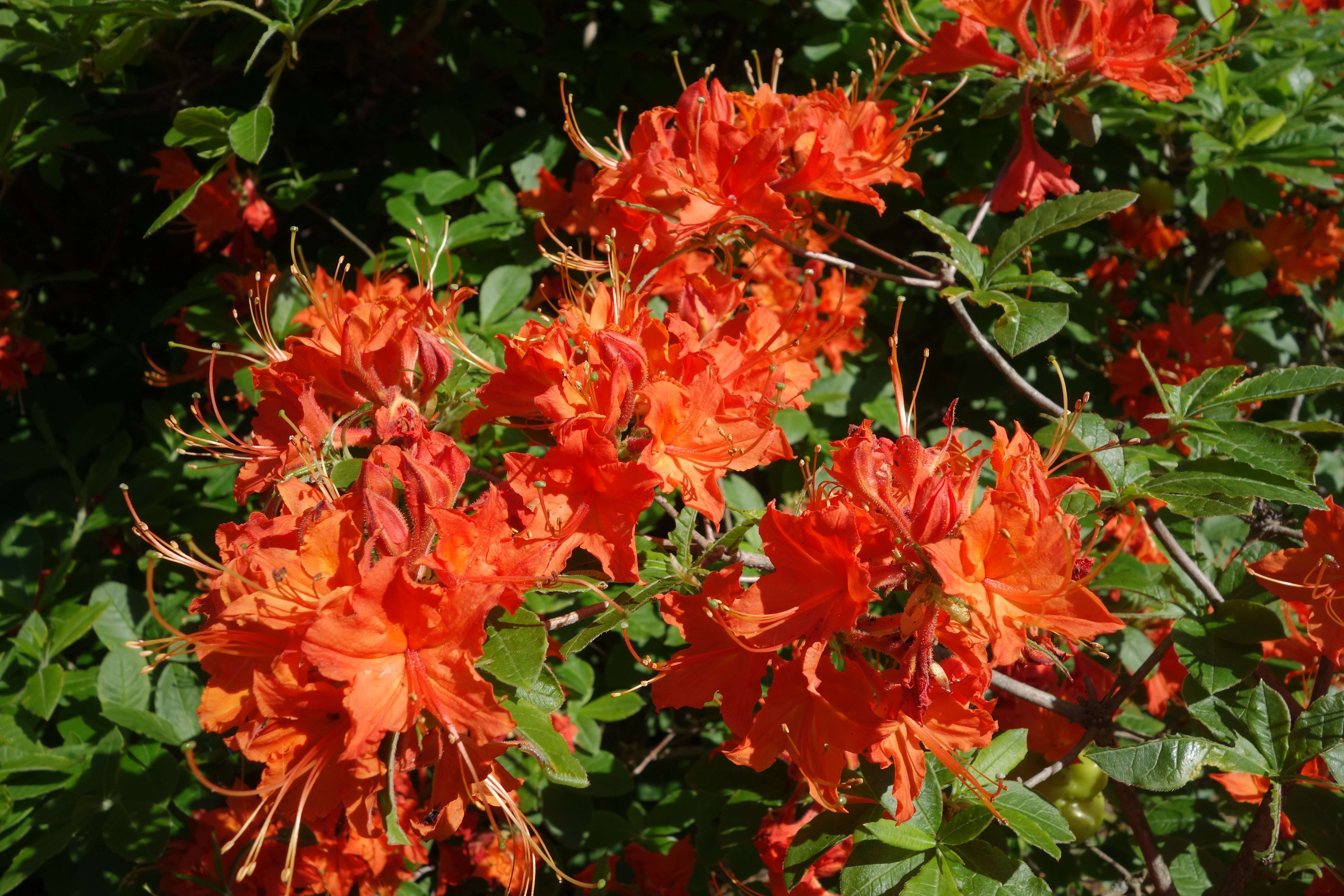 Image of flame azalea