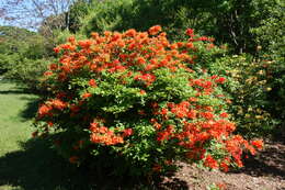 Image of flame azalea