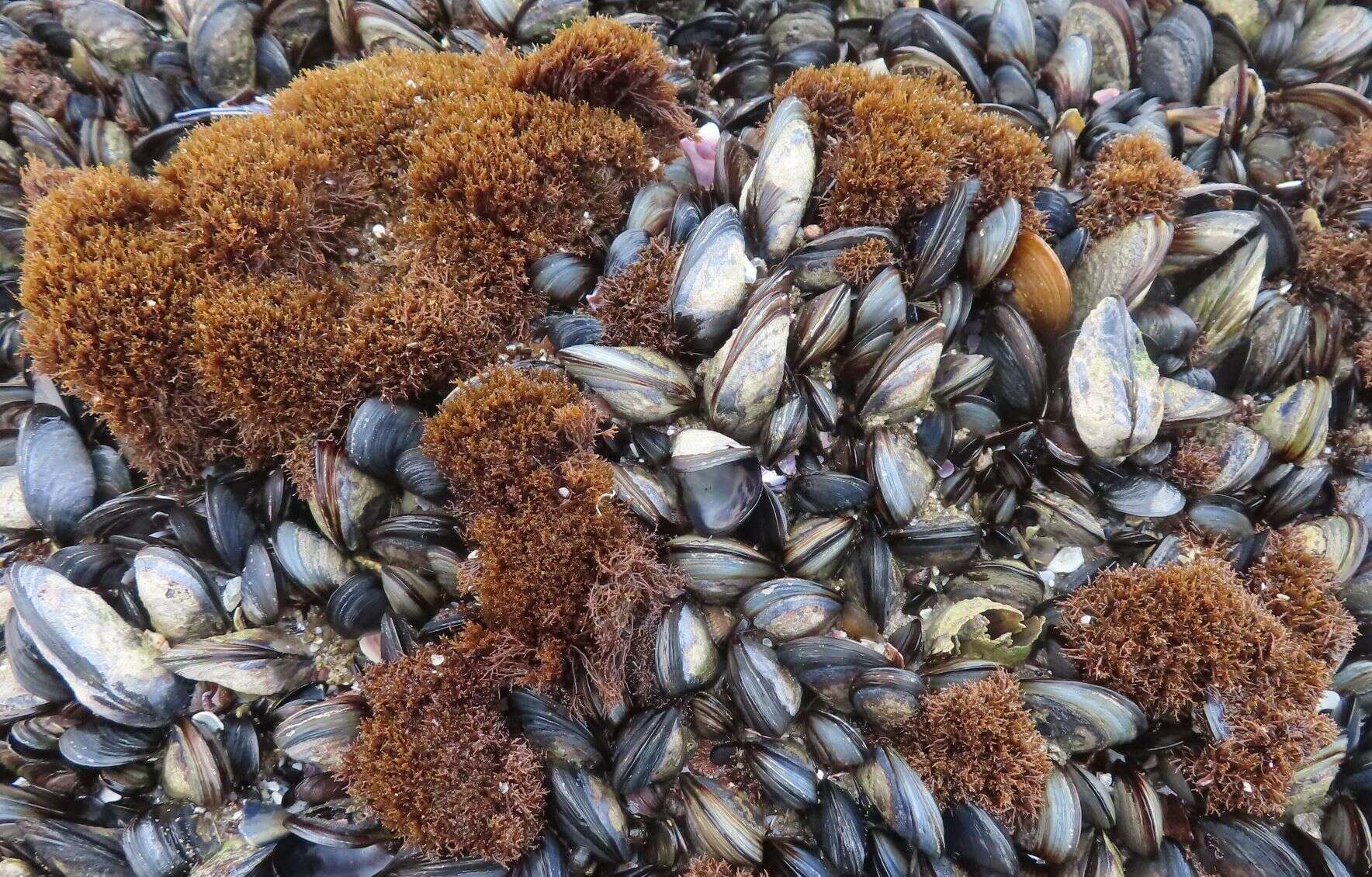 Image of Red algae