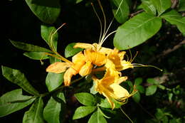 Image of flame azalea