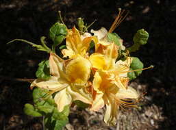 Image of flame azalea