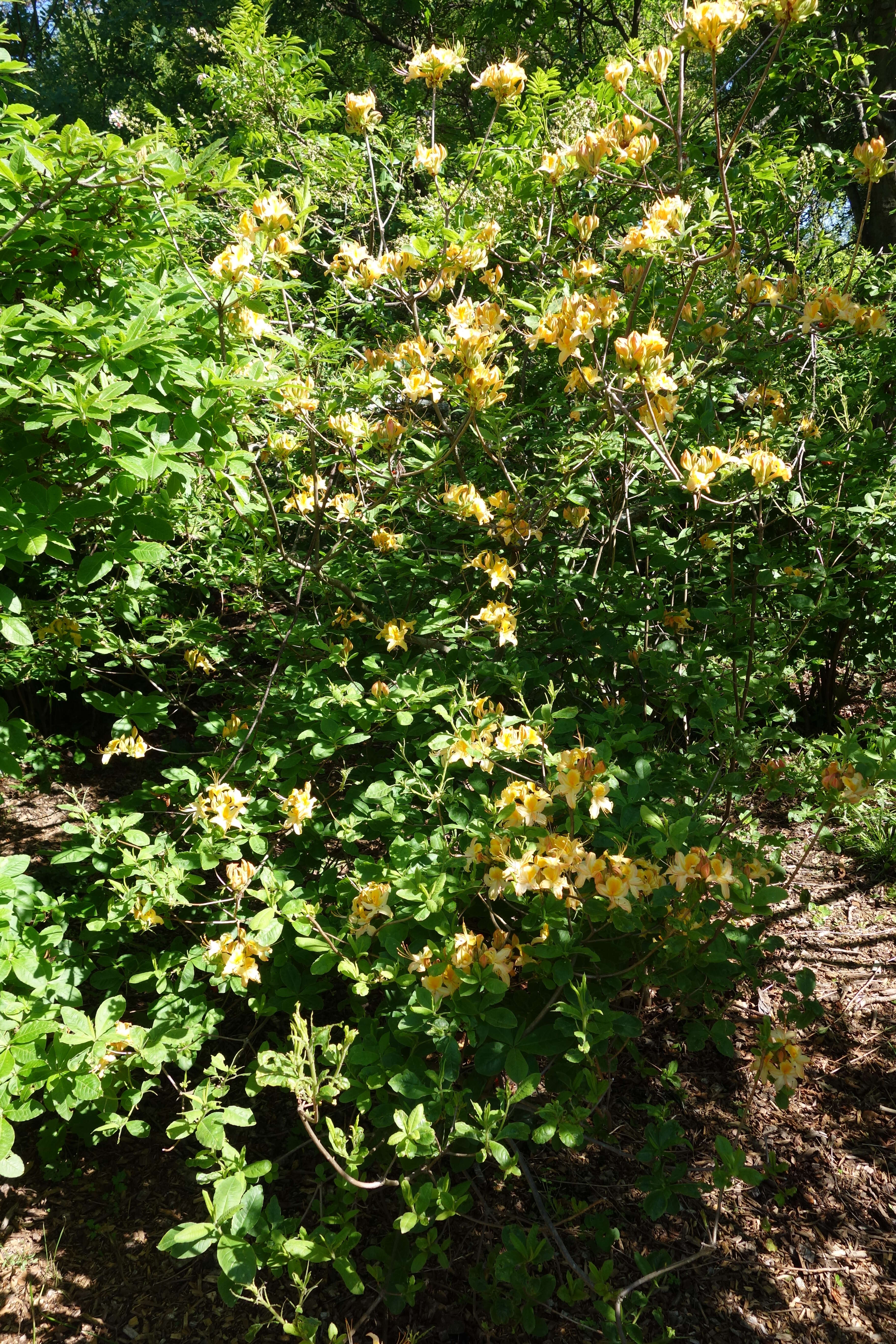 Image of flame azalea