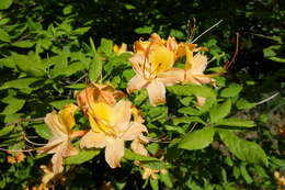 Image of flame azalea