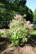 Image of pink azalea