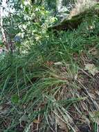 Image of broad-leaved meadow-grass