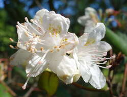 Plancia ëd Rhododendron minus Michx.