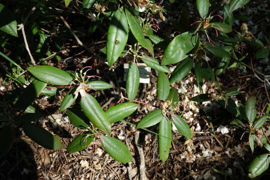 Plancia ëd Rhododendron minus Michx.