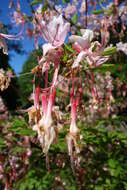 صورة Rhododendron periclymenoides (Michx.) Shinners