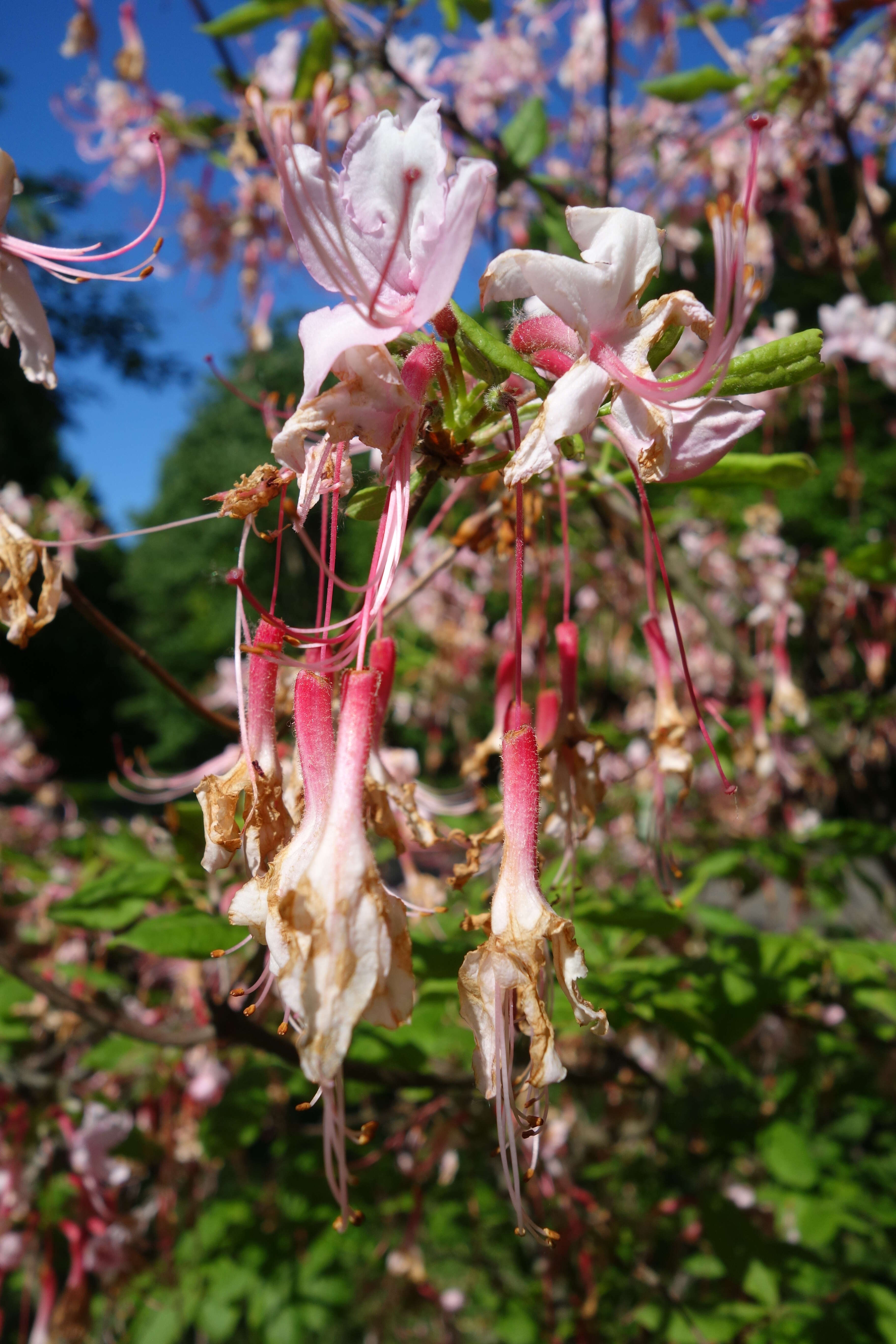 Image of pink azalea