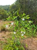 Image of Mascarenhasia lisianthiflora A. DC.