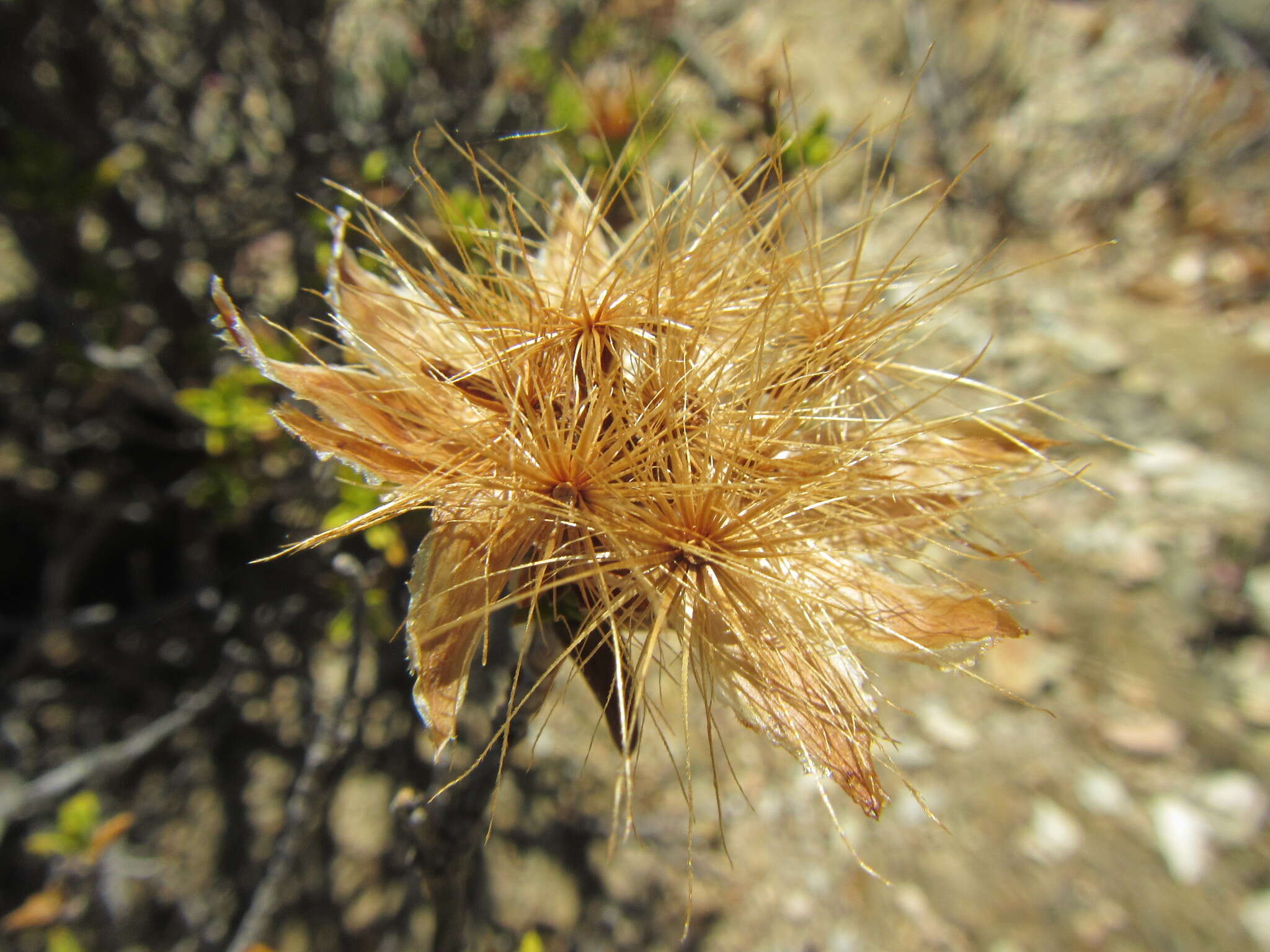 Image of Pteronia hutchinsoniana Compton