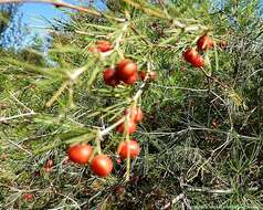 Image of Cluster-leaf asparagus