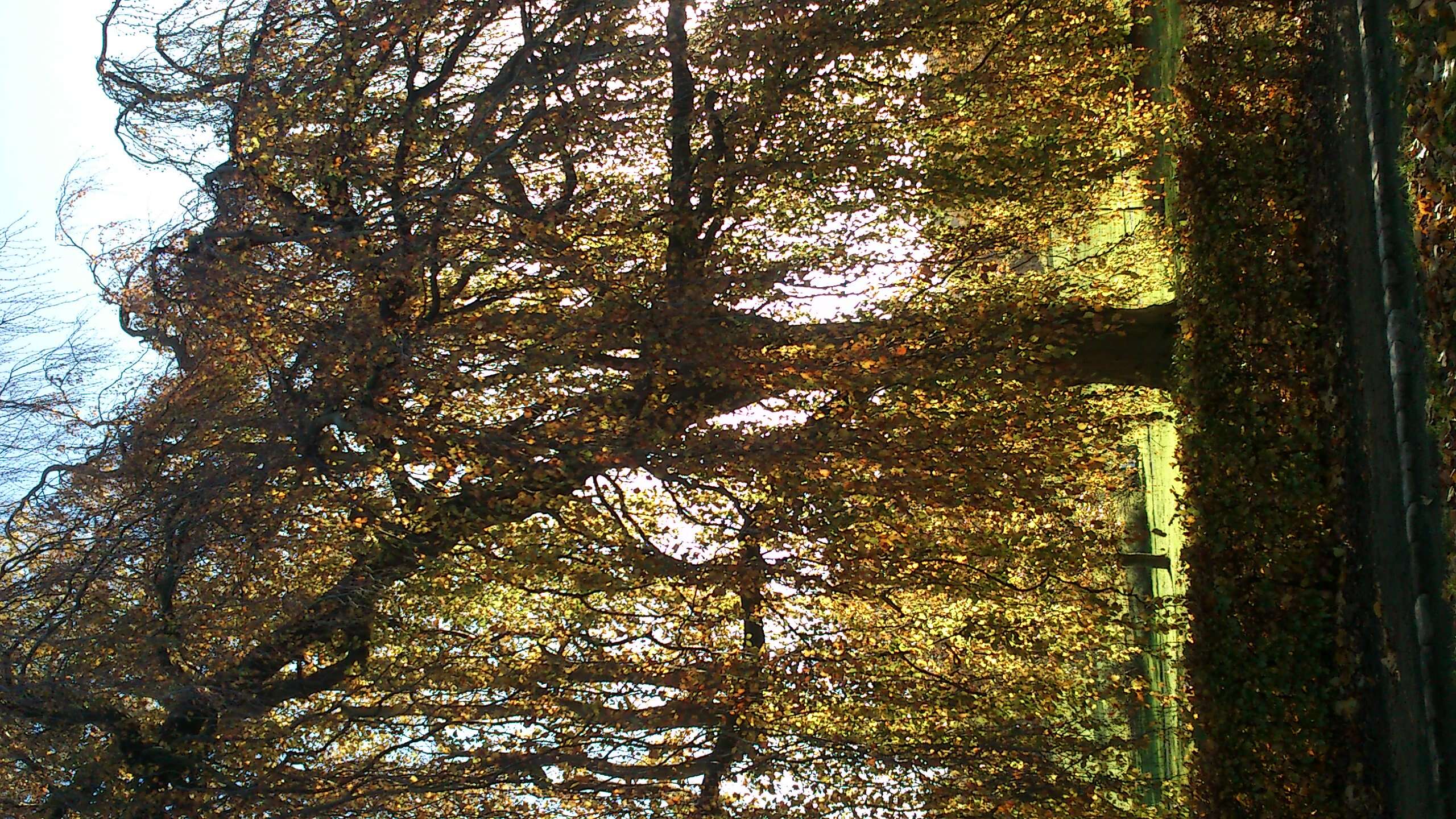 Image of Fagus sylvatica f. pendula