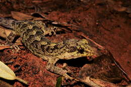 Image of Lord Howe Island Southern Gecko
