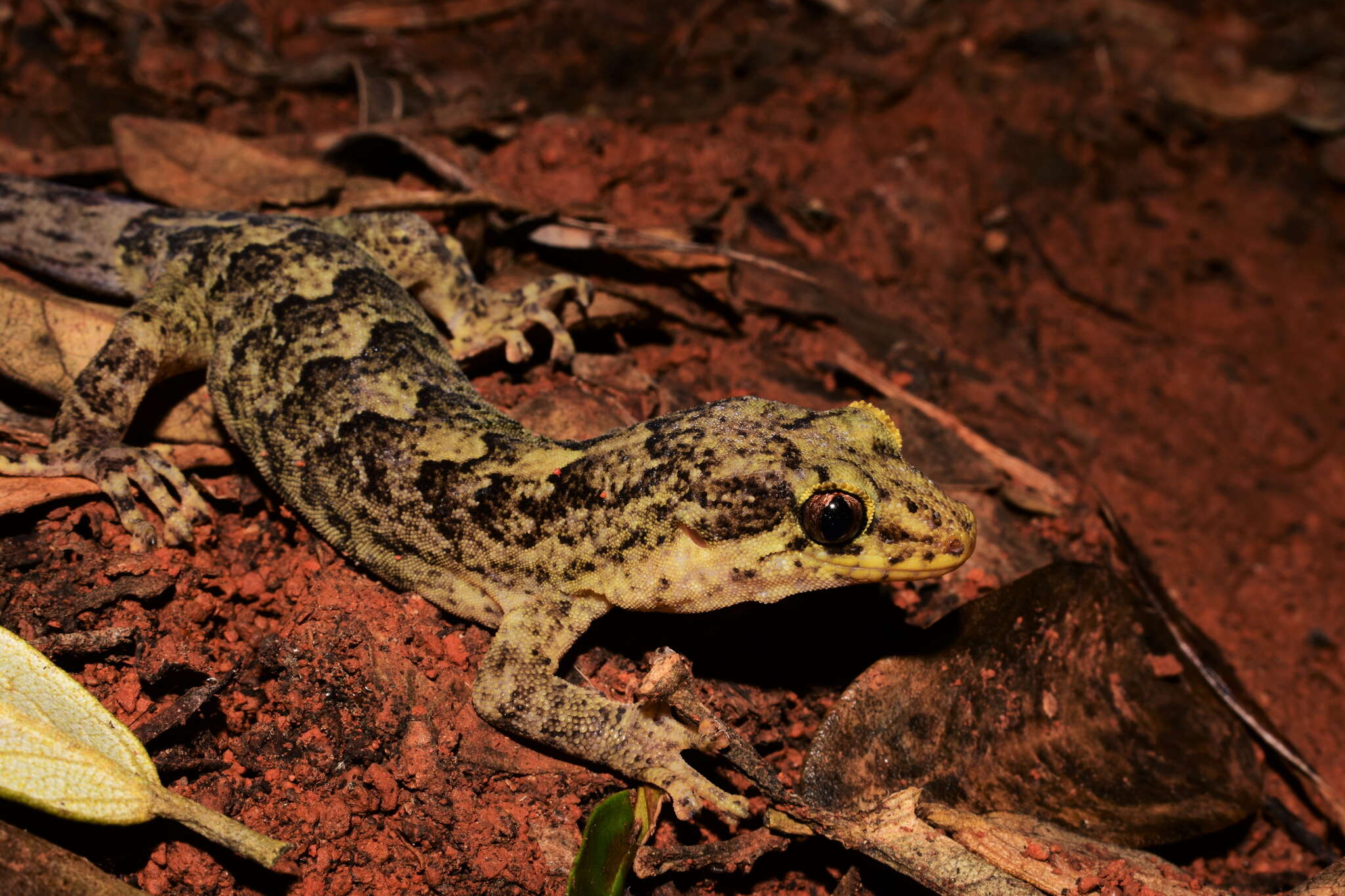Image of Lord Howe Island Southern Gecko