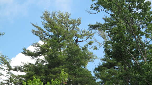 Image of eastern white pine